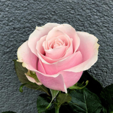  Dutch pink rose Pink Mondial 80 cm photo
