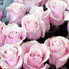 Голландская розовая роза Пинк Мондиаль 80 см фото