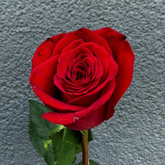 Голландская роза Freedom 80-90 см фото