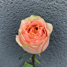 Эквадорская пионовидная роза Гравити 60 см фото