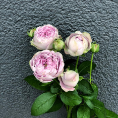 Кустовая пионовидная роза Блоссом Баблз 50-60 см фото
