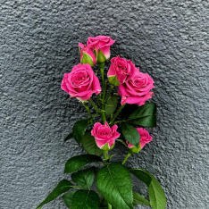 Кустовая розовая роза 50-60 см фото