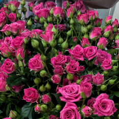 Кустовая розовая роза 50-60 см фото