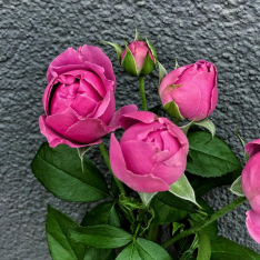 Кустовая розовая роза Мисти Баблз 50-60 см фото
