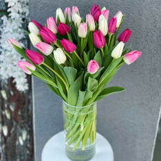 Tulip in assortment photo