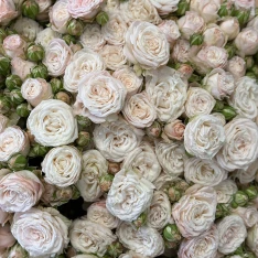 101 кущова піоноподібна троянда Бомбастік 