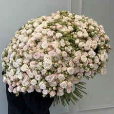 101 кущова піоноподібна троянда Бомбастік 