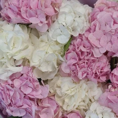 15 гортензій мікс в асортименті  