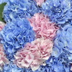 21 гортензія мікс в асортименті  