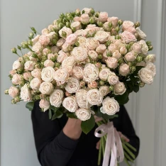 21 кущова піоноподібна троянда Бомбастік 