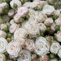 21 кущова піоноподібна троянда Бомбастік 