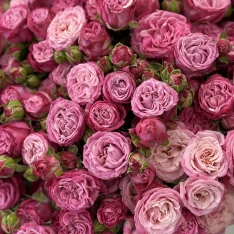 33 кущових піоноподібних троянд Lady Bombastic 