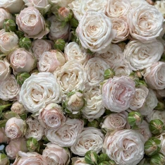 51 кущова піоноподібна троянда Бомбастік 