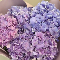 5 гортензій в асортименті  