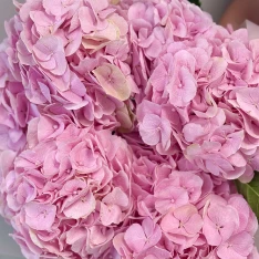 7 гортензій в асортименті  
