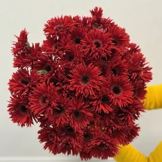 Гербера кучерява 