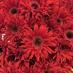 Гербера кучерява 