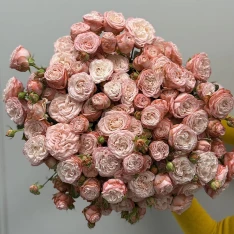 Кущова піоноподібна троянда Мадам Бомбастік 50-60 см 