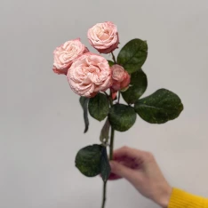 Кущова піоноподібна троянда Мадам Бомбастік 50-60 см 