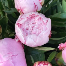 Голландська півонія Sarah Bernhardt 